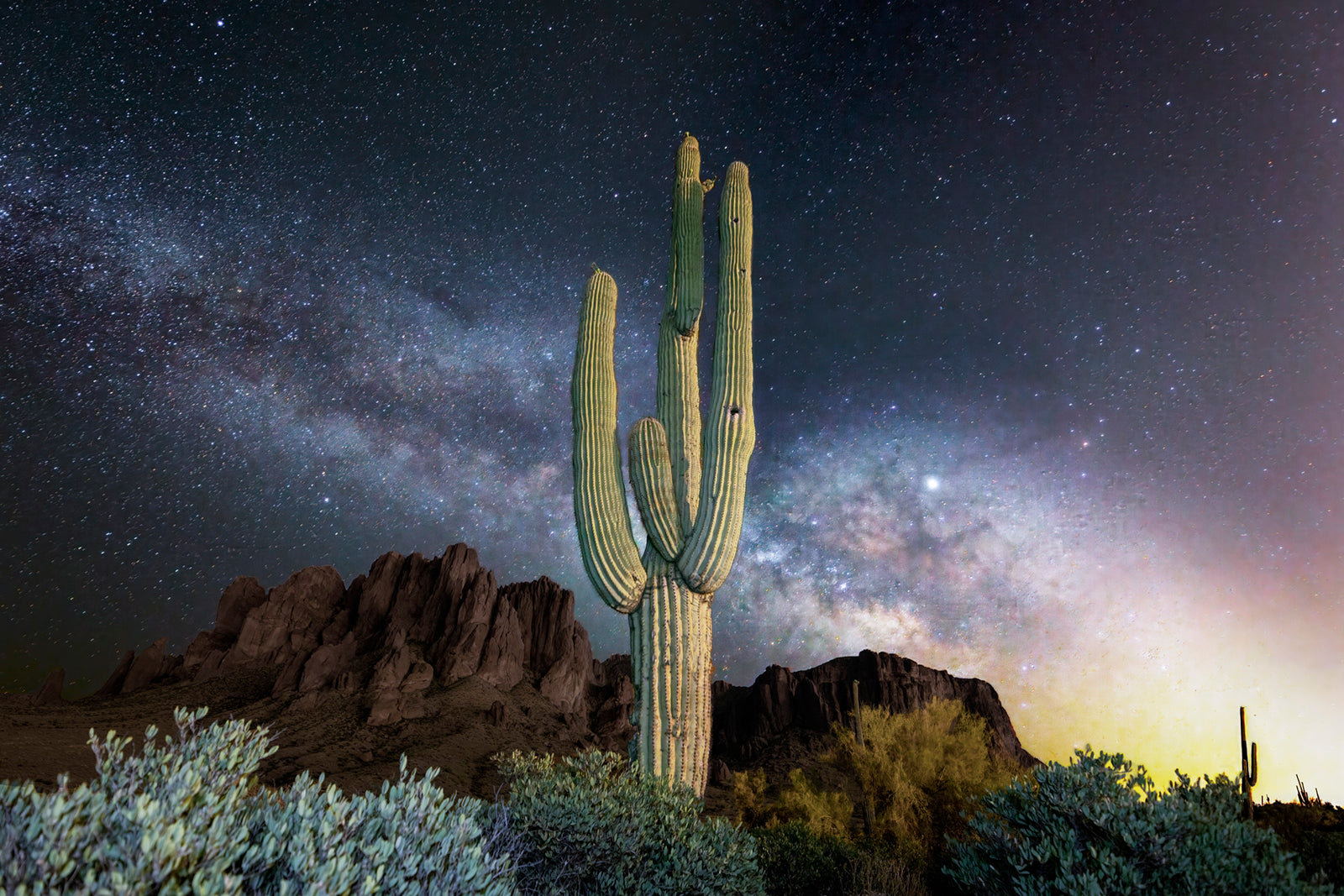 Lost Dutchman Saguaro